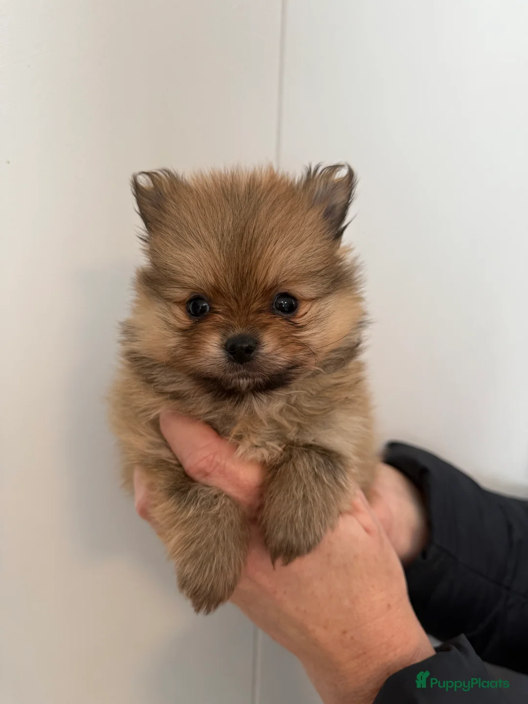 Pomeriaan honden te koop: 100% pomeriaan, 4 teefjes uit showlijn. - Advertentie 7