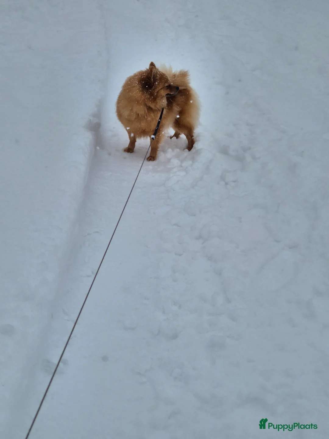 Pomeriaan honden te koop: nog 2 hele schattige teefjes🥰 - Advertentie 8