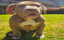 Amerikaanse Bully honden te koop: American bully XL pups in Zaandijk - Afbeelding 3
