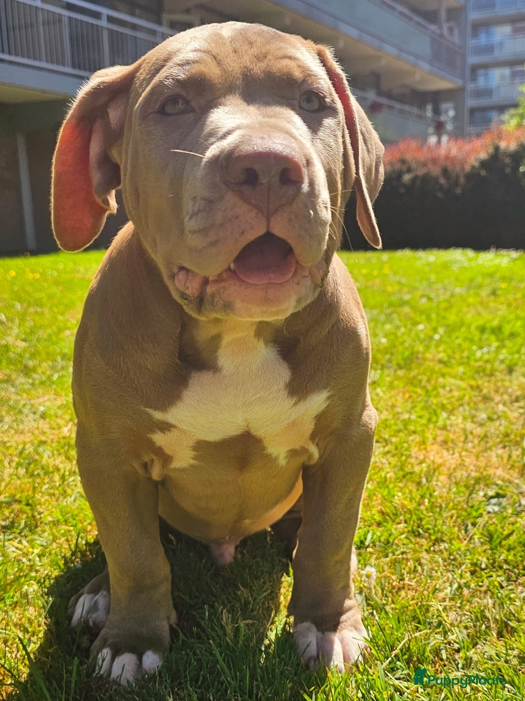Amerikaanse Bully honden te koop: American bully XL pups in Zaandijk - Afbeelding 3