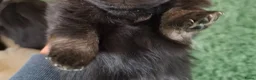 Pomeriaan honden te koop: Dwergkees nog 2 reutjes  - Advertentie 9