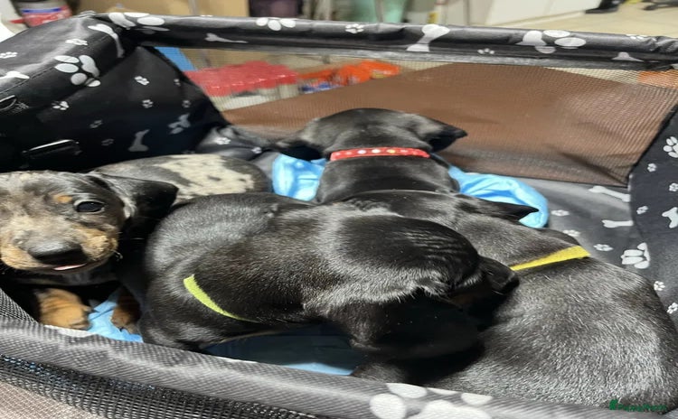 Teckel (korthaar)  honden - Advertentie 2