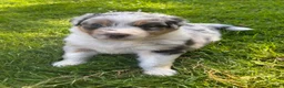 Australian Shepherd honden te koop: Blue Merle rue  - Advertentie 7