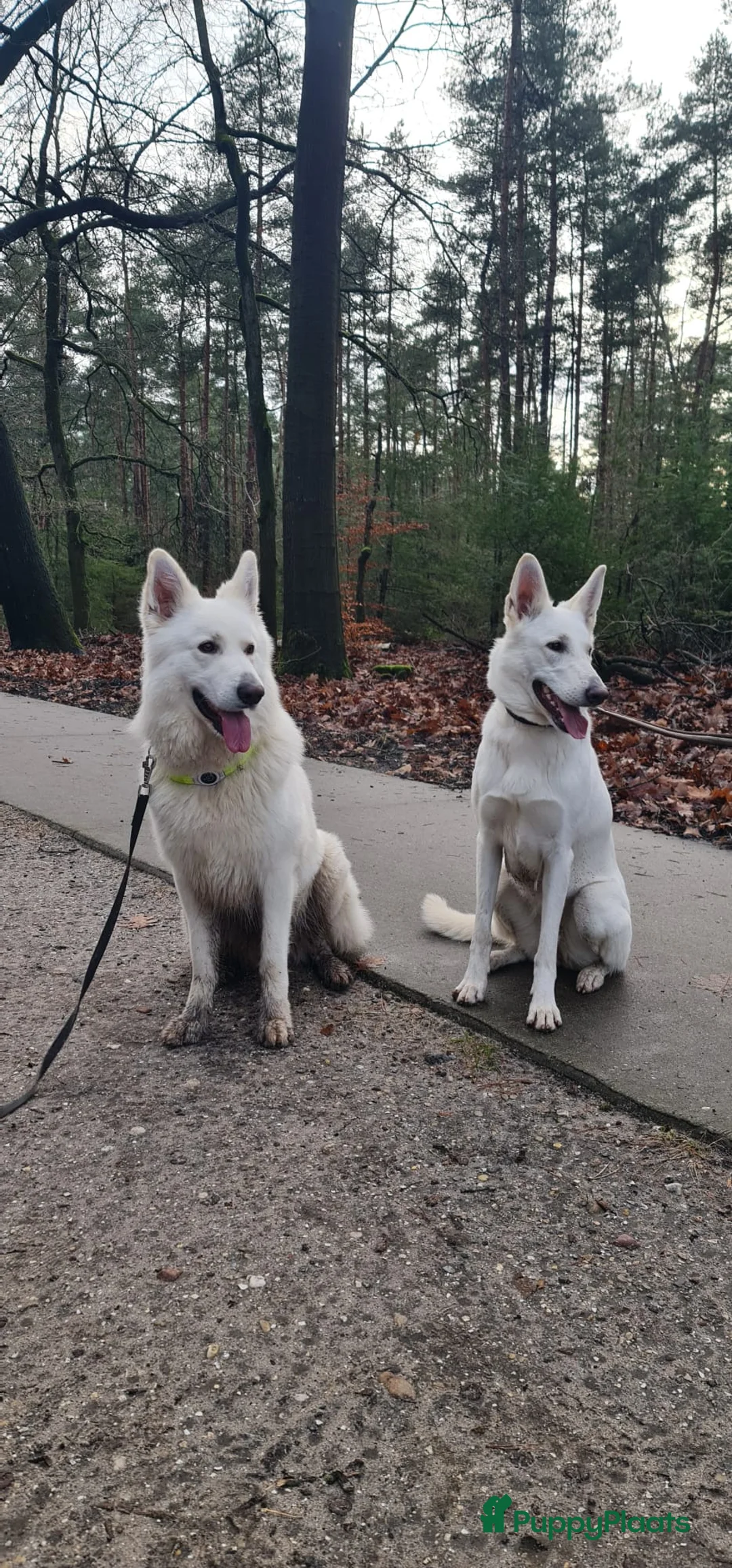 Zwitserse Witte Herdershond honden te koop: Witte herder pups - Advertentie 8