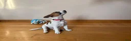 Poedel Toy honden te koop: Jack Russell pups - Advertentie 4