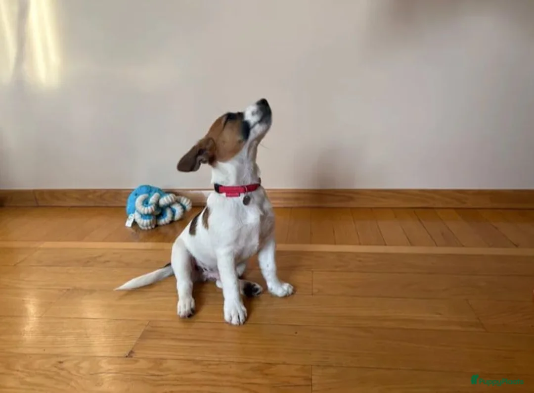 Poedel Toy honden te koop: Jack Russell pups - Advertentie 4