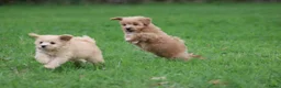 Kruising honden te koop: kruising dwergkees - Advertentie 8