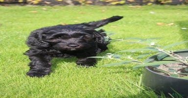Kruising honden - Advertentie 3