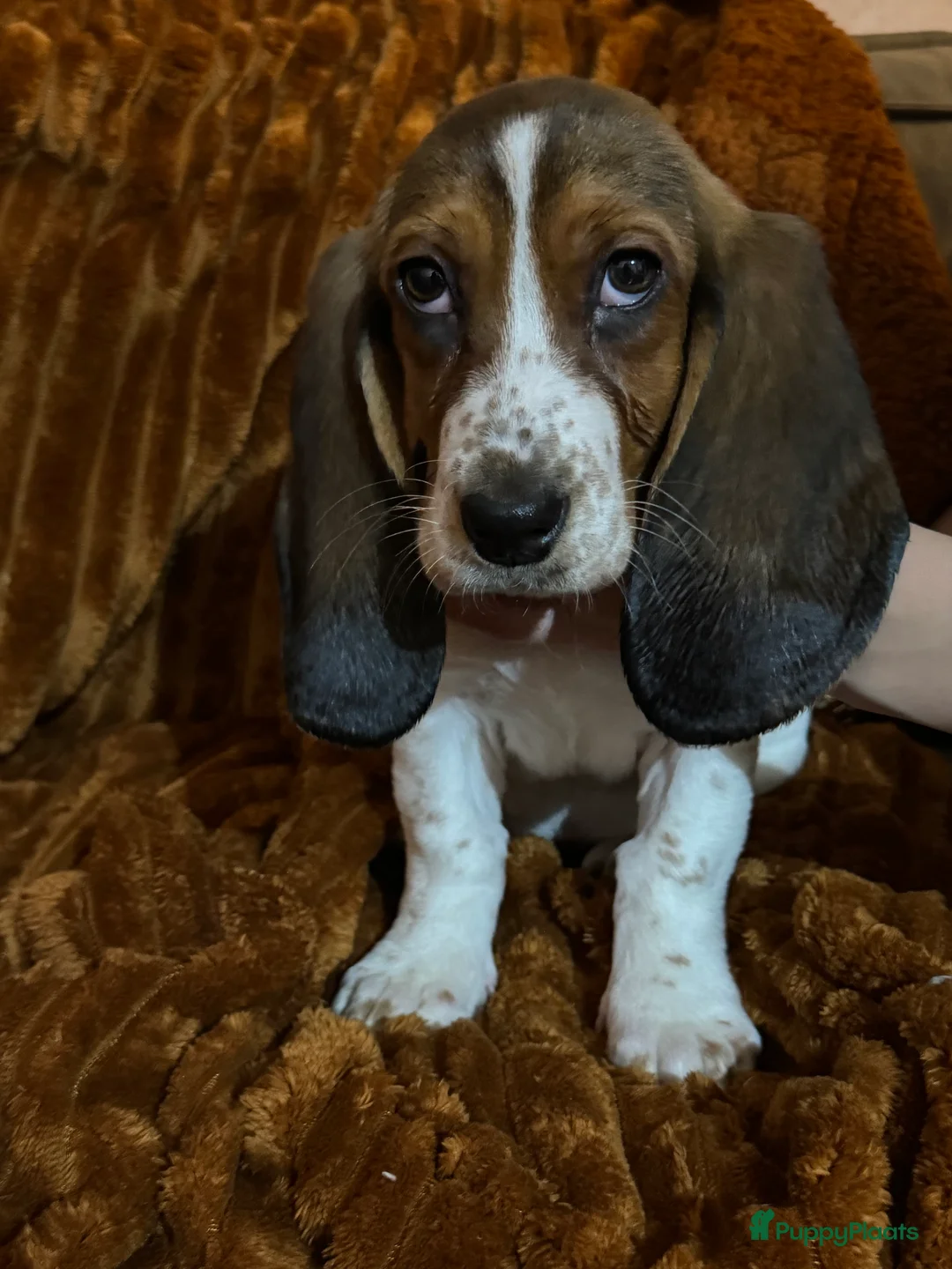 Basset Hound honden te koop: Basset hound pups - Advertentie 3