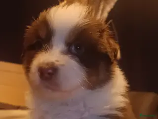 Australian Shepherd honden Geweldige Australian Shepherd pups - Advertentie 1