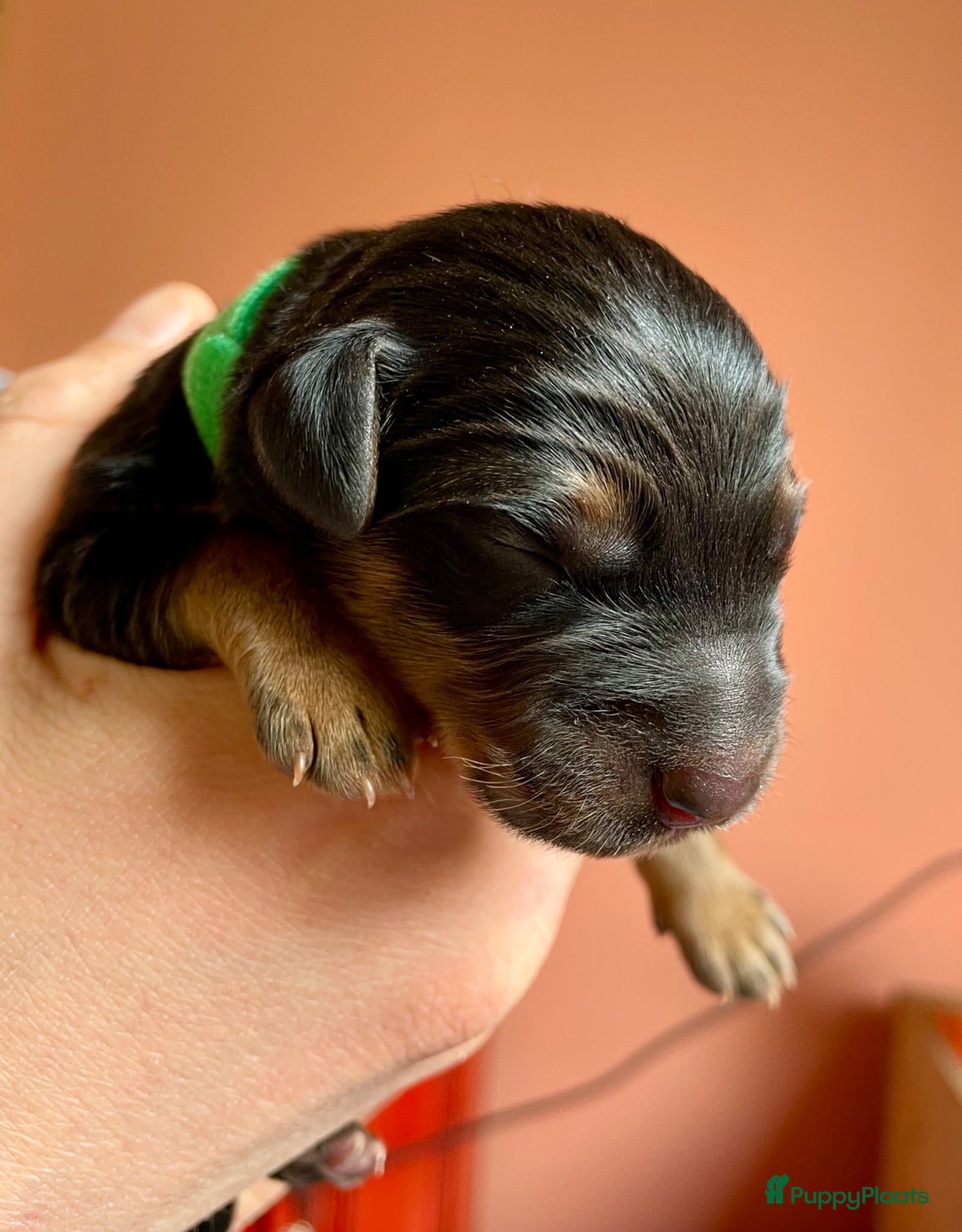 Kruising honden te koop: Nog 1 lieve pup te koop in Niebert - Advertentie 7
