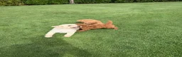 Labradoodle honden te koop: Dwergpoedel x Labradoodle pups - Advertentie 26