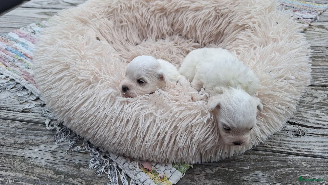 Maltezer honden te koop: Maltezer pups. Rasecht. Vader en moeder aanwezig - Advertentie 16