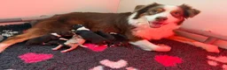 Australian Shepherd honden te koop: Aussie pups met ASCA & FCI registratie - Advertentie 2