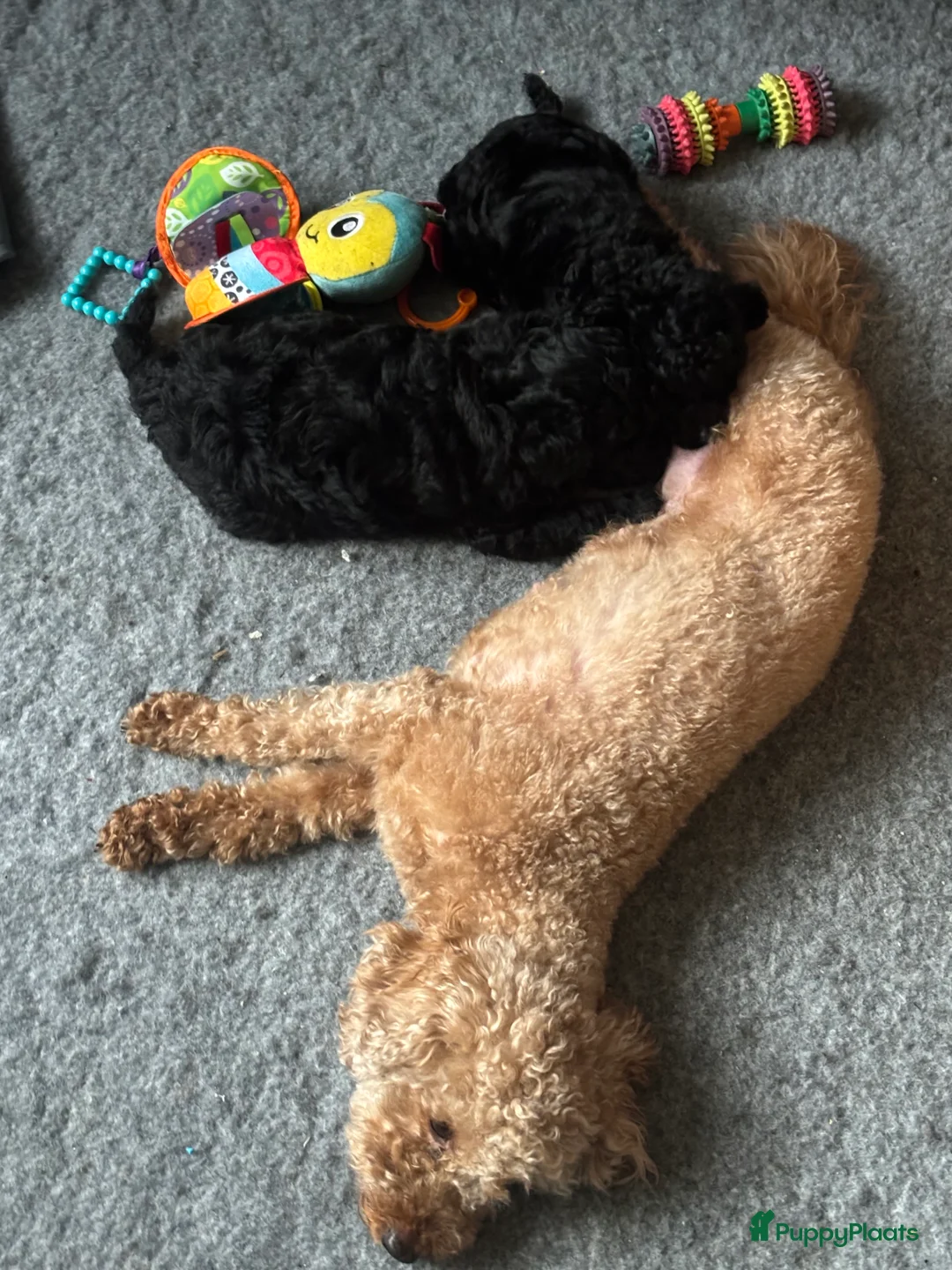 Poedel Toy honden te koop: Toy poedel pups lief, speels en opgegroeid in huis - Advertentie 2