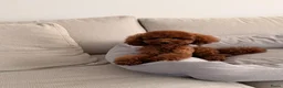 Poedel Toy honden ter dekking: Toypoedel Dekreu rood 24 cm met stamboom  - Advertentie 2