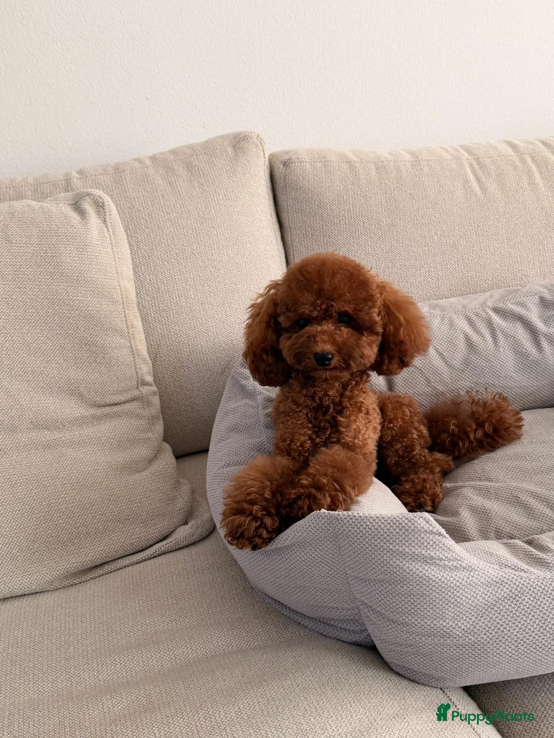 Poedel Toy honden ter dekking: Toypoedel Dekreu rood 24 cm met stamboom  - Advertentie 2