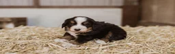 Berner Sennenhond honden te koop: Berner Sennen Pups in Overberg - Advertentie 2