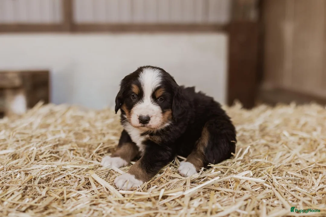 Berner Sennenhond honden te koop: Berner Sennen Pups in Overberg - Advertentie 2