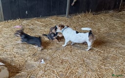 Jack Russel Terriër honden te koop: Pups: Jack Russel X Keeshond - Afbeelding 13
