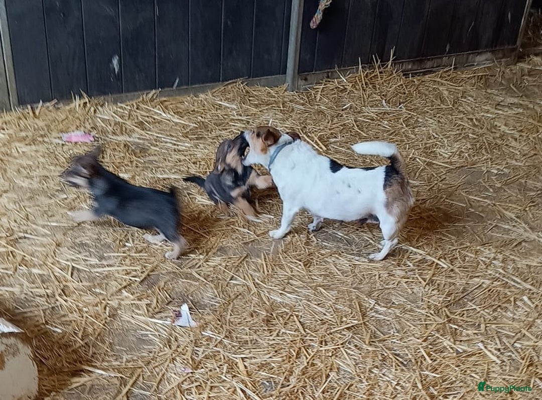 Jack Russel Terriër honden te koop: Pups: Jack Russel X Keeshond - Afbeelding 13