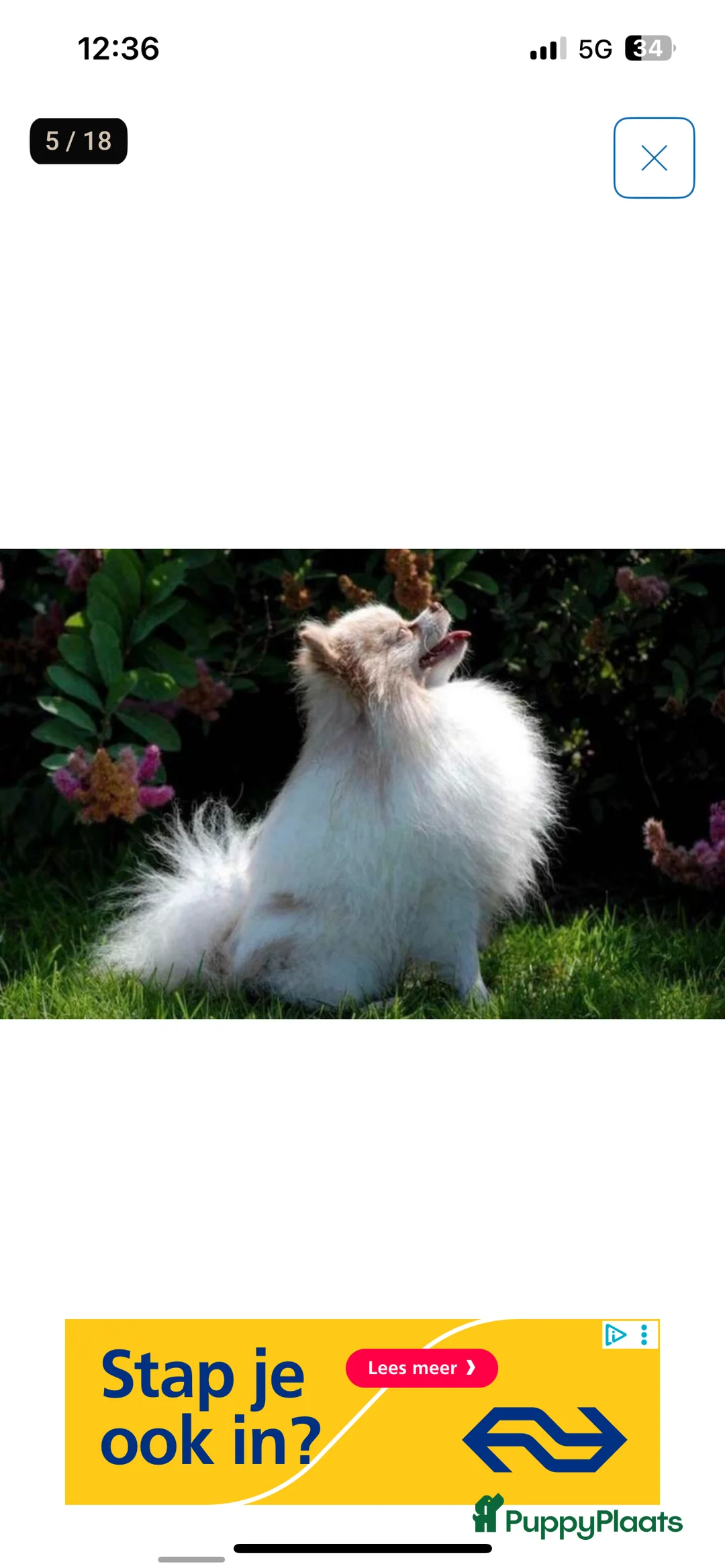 Pomchi honden te koop: Kleine pomchi pups 75% pomeranian 25% chihuahua - Advertentie 14