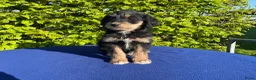 Labradoodle honden te koop: Doodle Pups - Advertentie 13