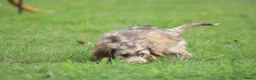 Cockapoo honden te koop: Cockapoo pups - Advertentie 10