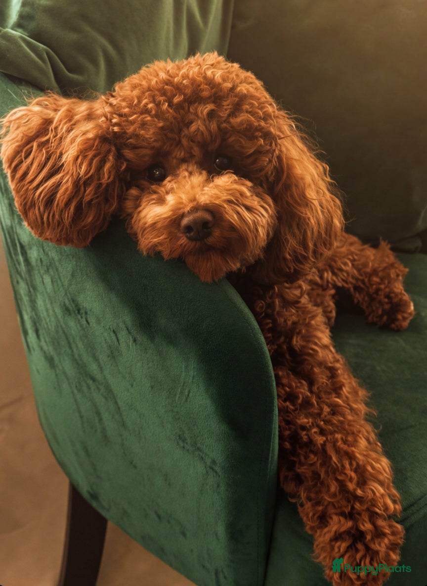 Poedel Toy honden Toypoedel pups - Advertentie 17