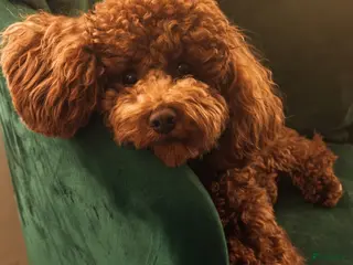 Poedel Toy honden Toypoedel pups - Advertentie 17