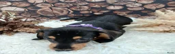Teckel (korthaar)  honden te koop: Teckel reutjes Black and Tan - Advertentie 4