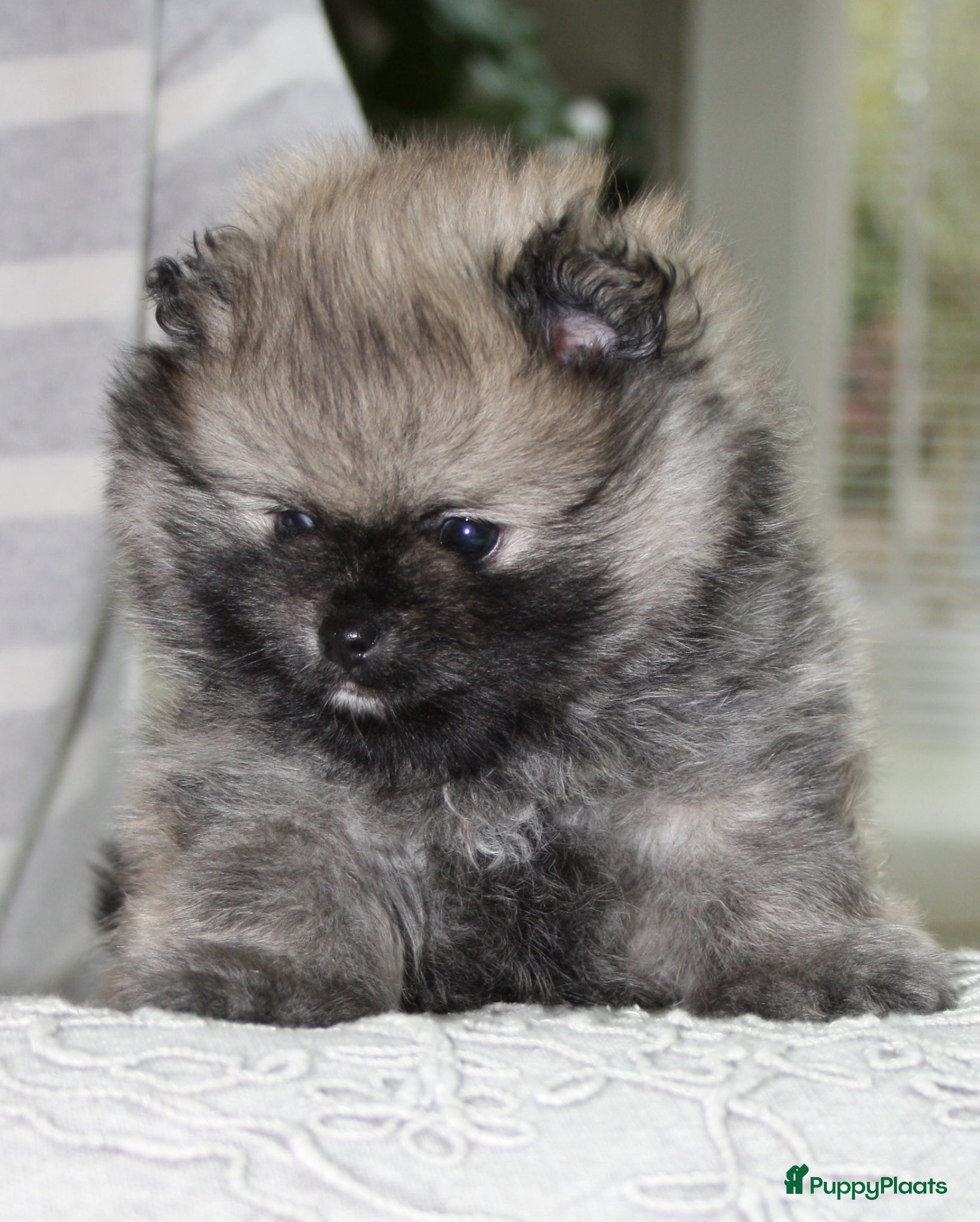 Pomeriaan honden pomeriaan/dwergkees pup reutje met FCI stamboom - Advertentie 1