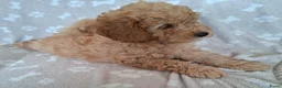Dwergpoedel honden te koop: Super lieve dwergpoedel pup zoekt gouden mandje - Advertentie 2