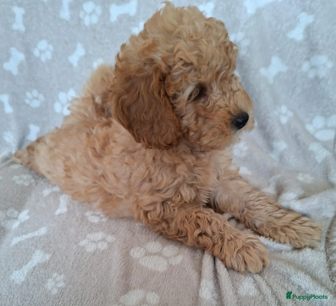 Dwergpoedel honden te koop: Super lieve dwergpoedel pup zoekt gouden mandje - Advertentie 2