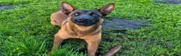 Mechelse Herder honden te koop: Nest met 9 pups (1 verkocht) in Veendam - Advertentie 2