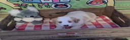 Boerenfox honden te koop: Prachtige 100% boerenfox pups met unieke kleuren - Advertentie 5