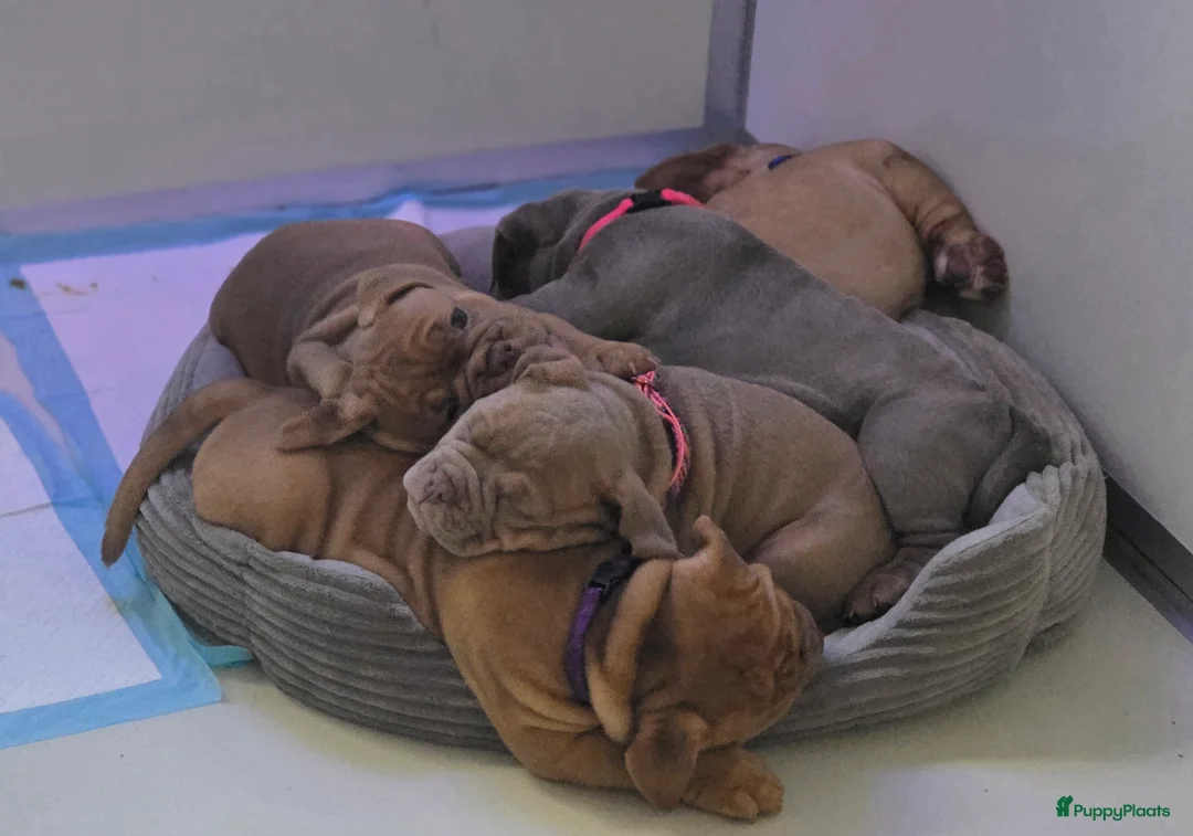 Old English Bulldog honden te koop: Laatste old english bulldog teefje - Advertentie 2