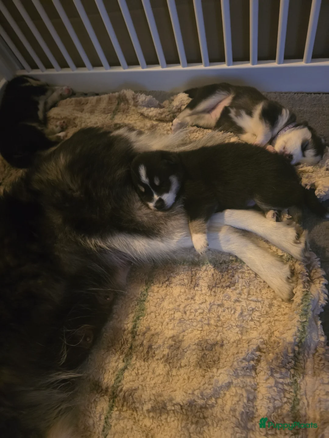 Pomsky honden te koop: Pomsky puppy's  met Husky looks - Advertentie 14