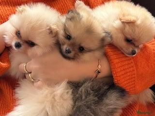 Pomeriaan honden Pomeriaan puppy’s - Advertentie 17