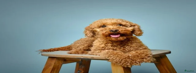 Ted