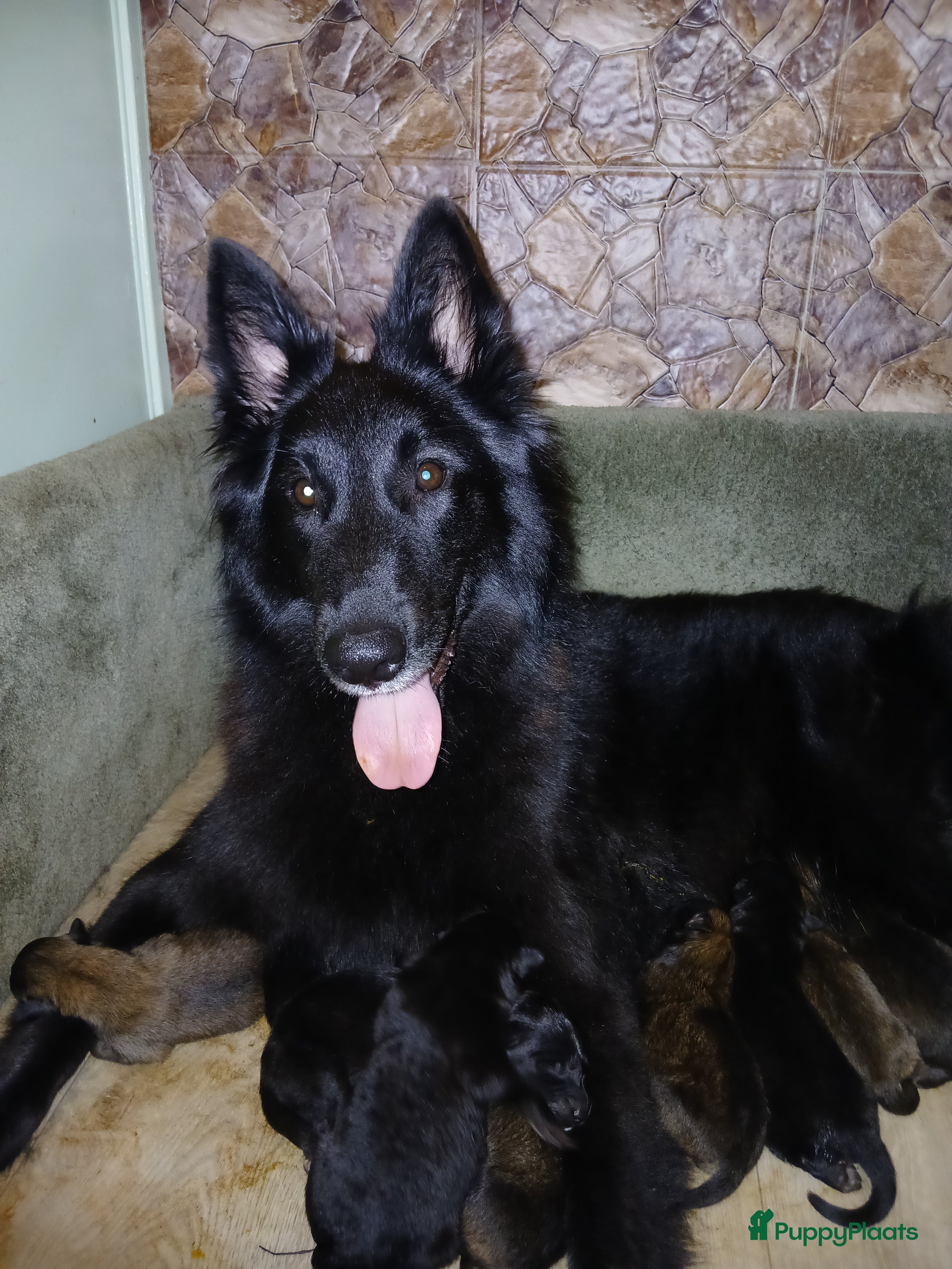 Kruising honden Groenendaeler en Tervurense pups  - Advertentie 2