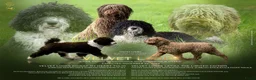 Spaanse Waterhond honden te koop: Spaanse Waterhond Puppy - Advertentie 12