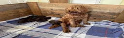 Labradoodle honden te koop: Medium chocolade labradoodles 75% Australian  - Advertentie 3