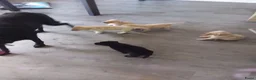 Labrador Retriever honden te koop: Huiskamernestje labradors in Breda - Advertentie 4