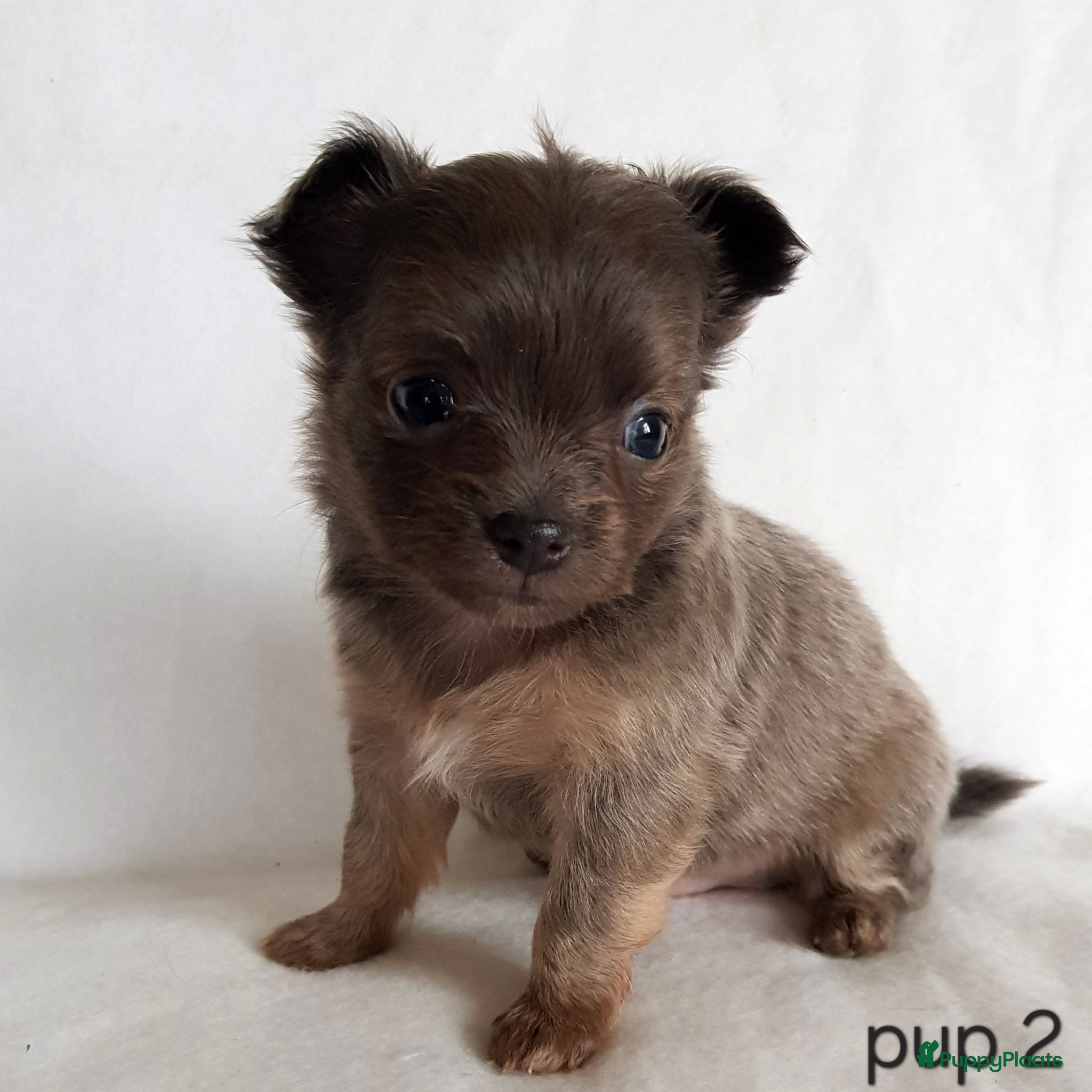 Chihuahua honden Chihuahua pups - Advertentie 2
