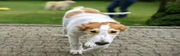 Barsoi honden te koop: AZALIA, Borzoi-teef uit FCI-kennel zoekt thuis - Advertentie 5