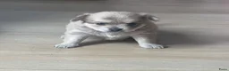 Chihuahua honden te koop: Lieve Chihuahua pups te koop - Advertentie 4