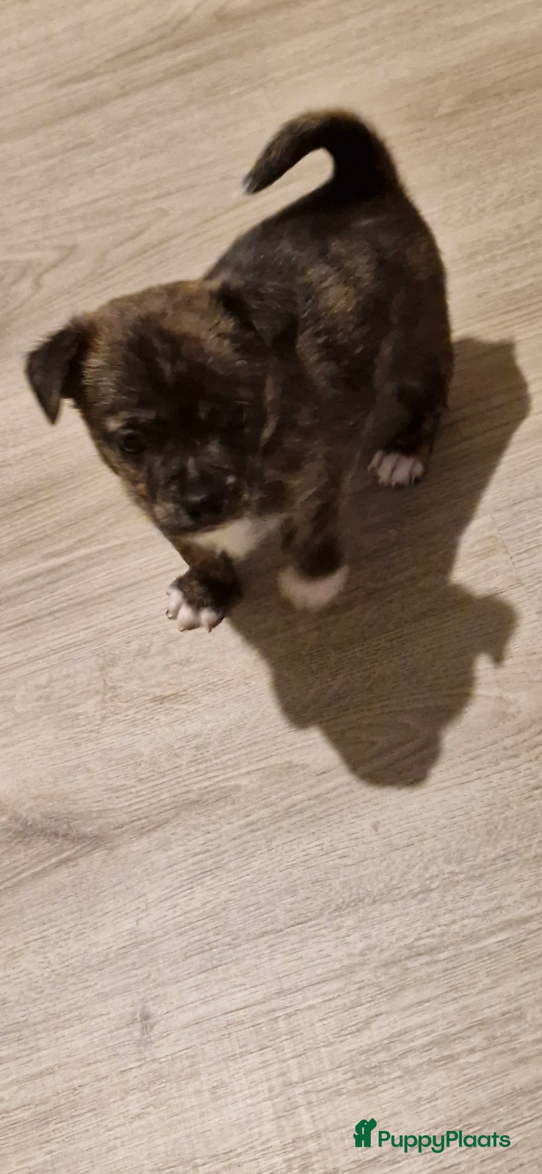 Kruising honden te koop: Jack-Chi Pups te koop - Advertentie 6