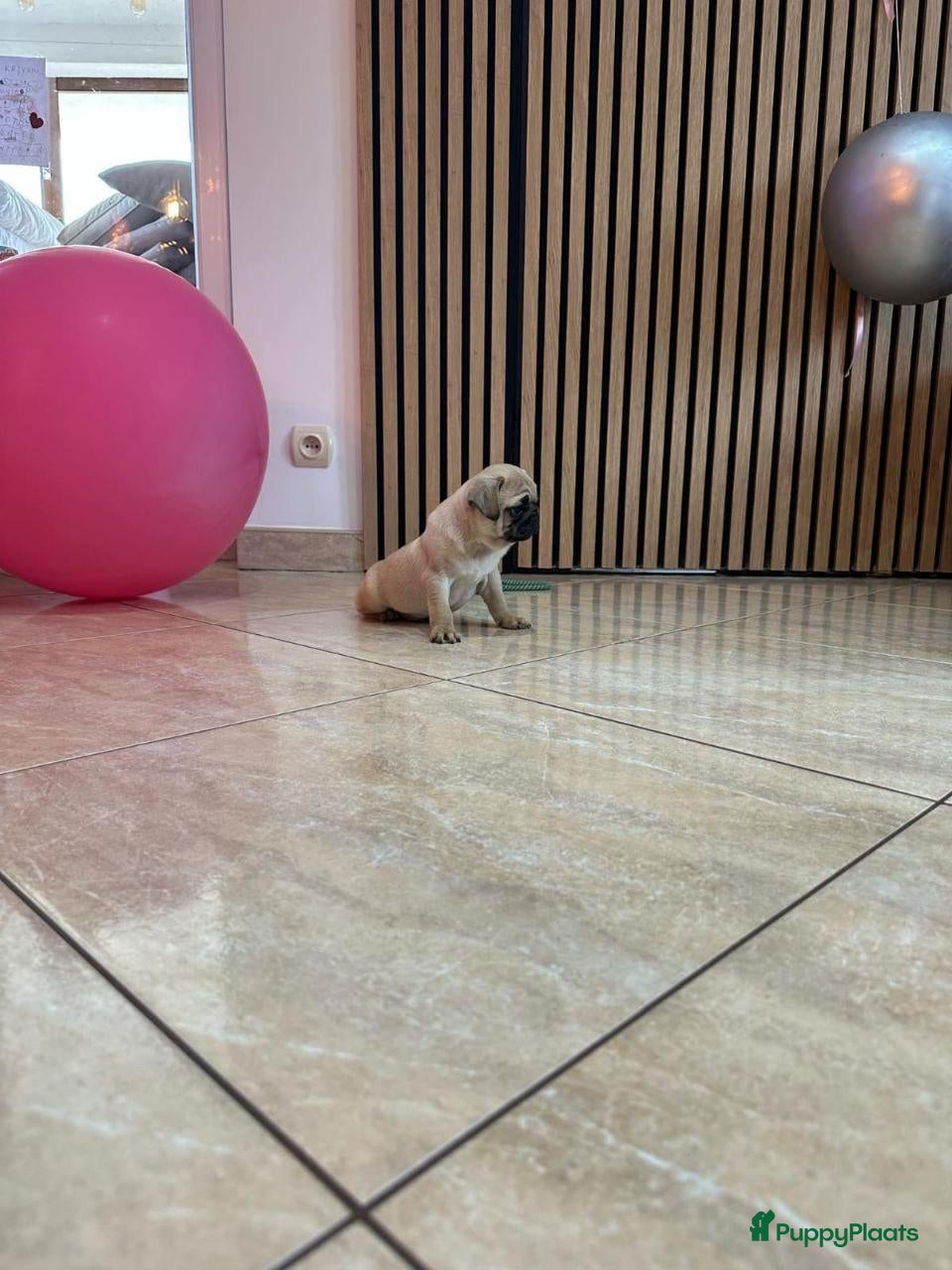 Mopshond honden Mopshond pups - Advertentie 4