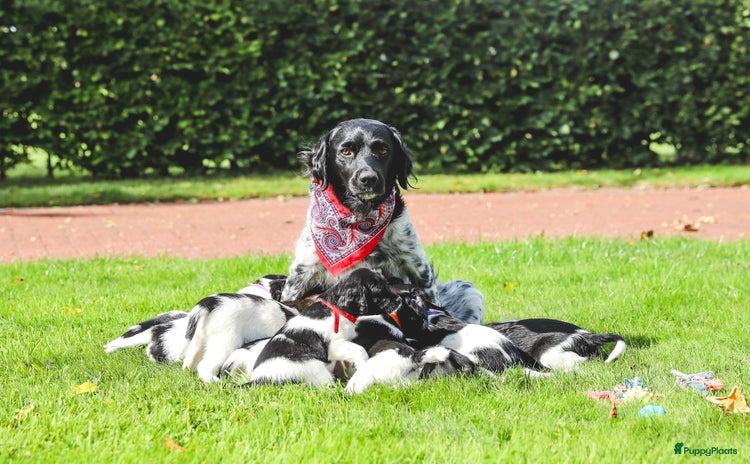 Friese Stabij honden - Advertentie 8